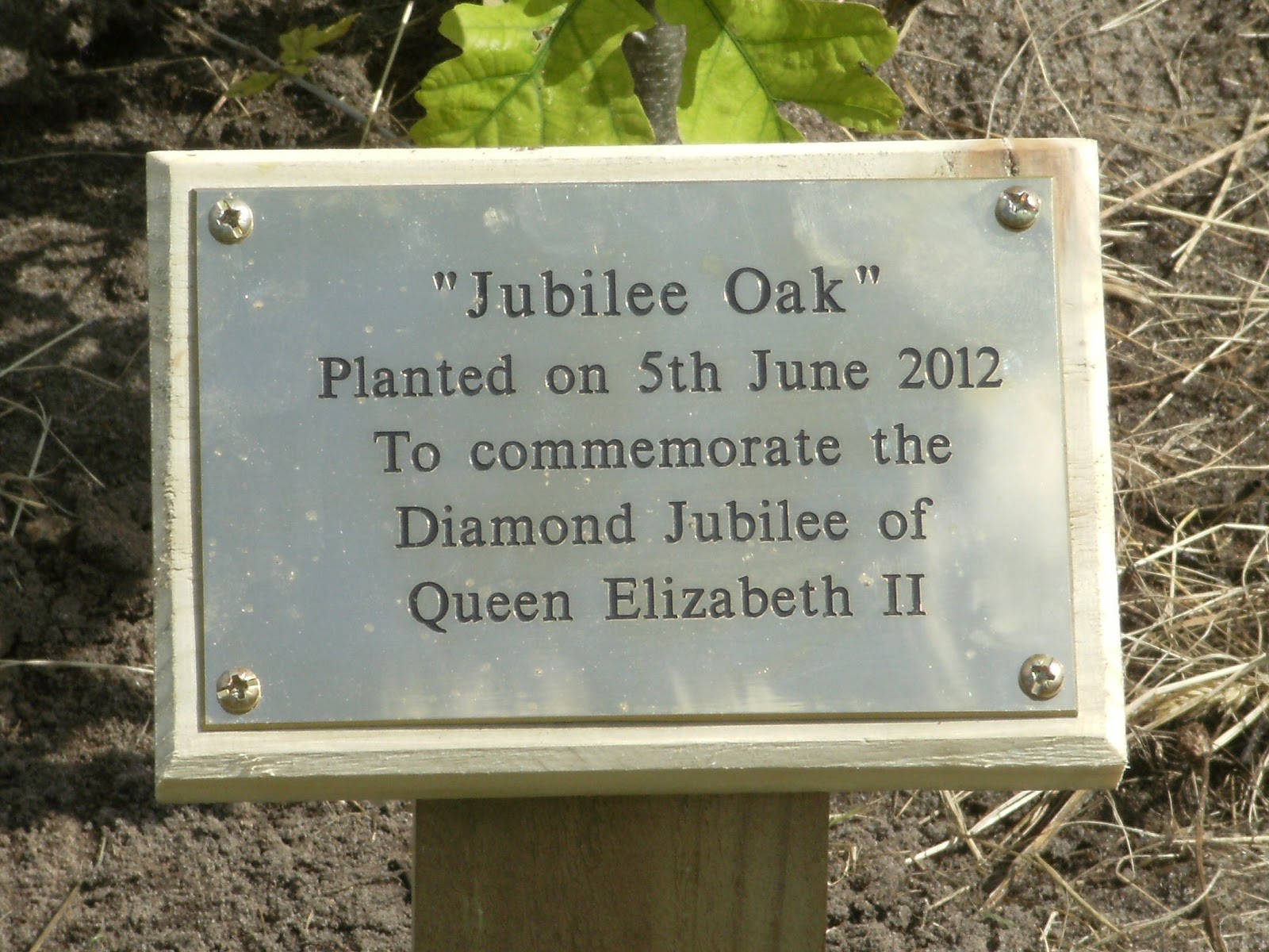 Old Buckenham blog Old Buckenham Diamond Jubilee tree
