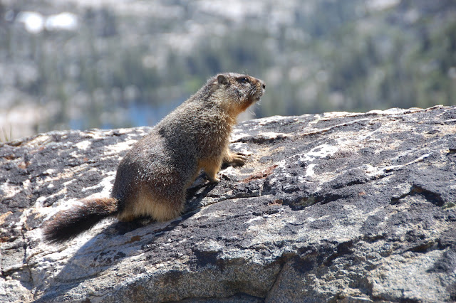 A wild marmot in the Desolation Wilderness in Lake Tahoe, California