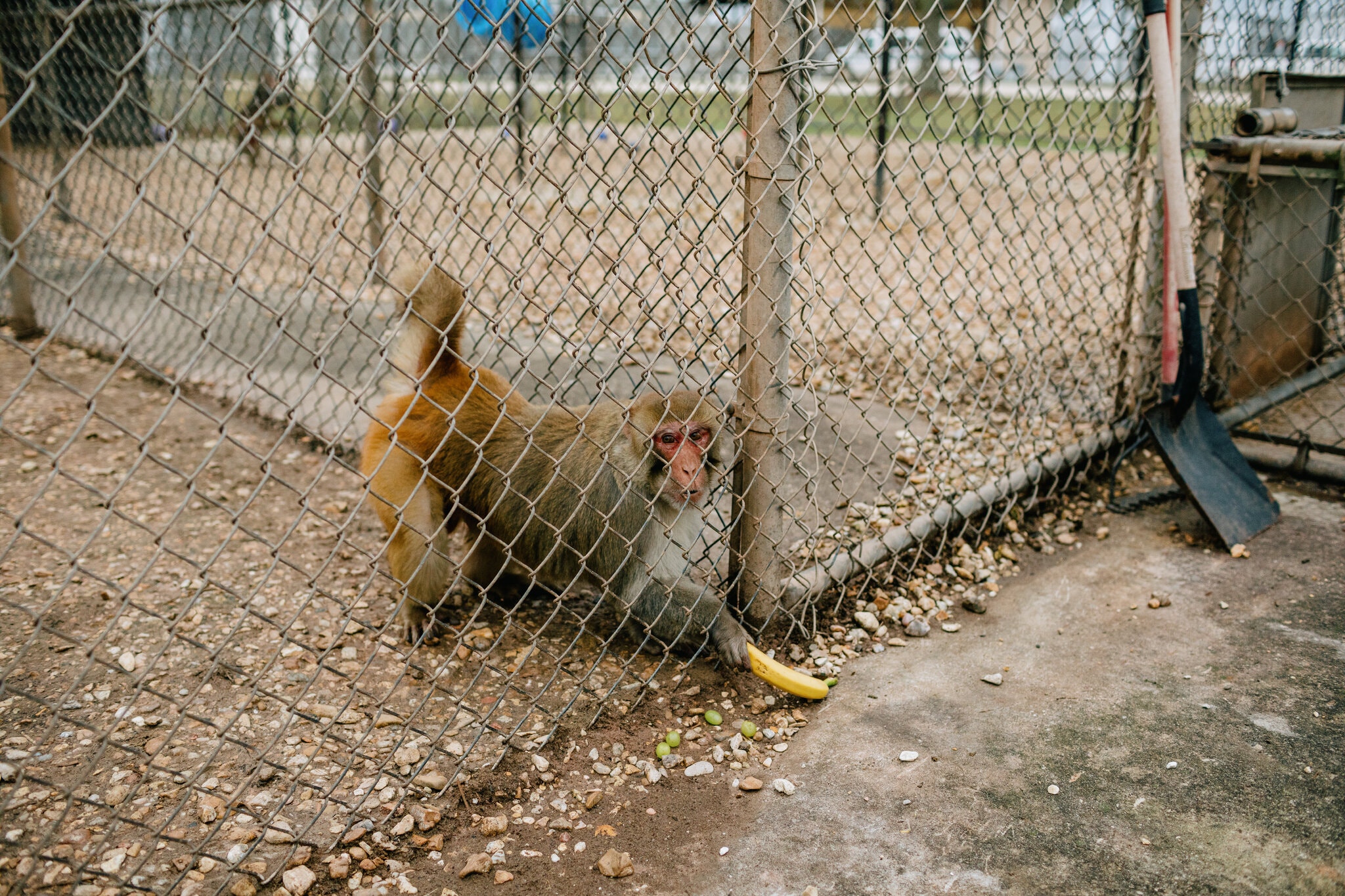 The LowDown How A Shortage of Lab Monkeys Is Hindering New Covid