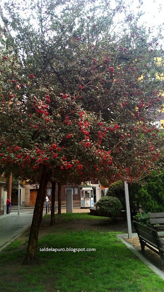 arbol-frutos-rojos