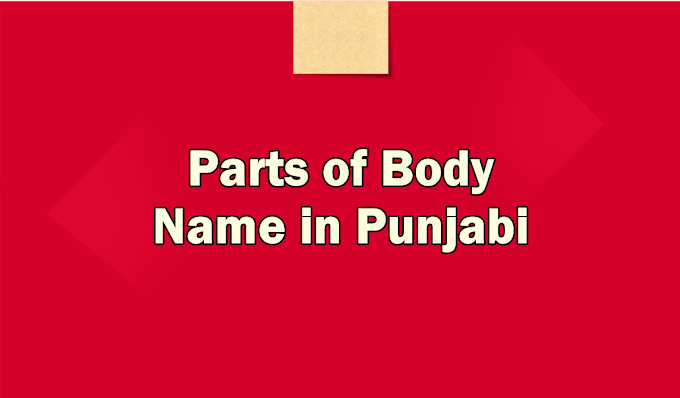 Parts of Body Name in Punjabi - Study95