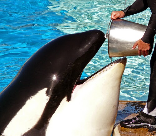 Captive Cetaceans Tragically Sad: Seaworld Round Table Review ...