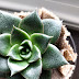    How to Care for Succulents Indoors? Basic Tips for Indoor Succulent Care