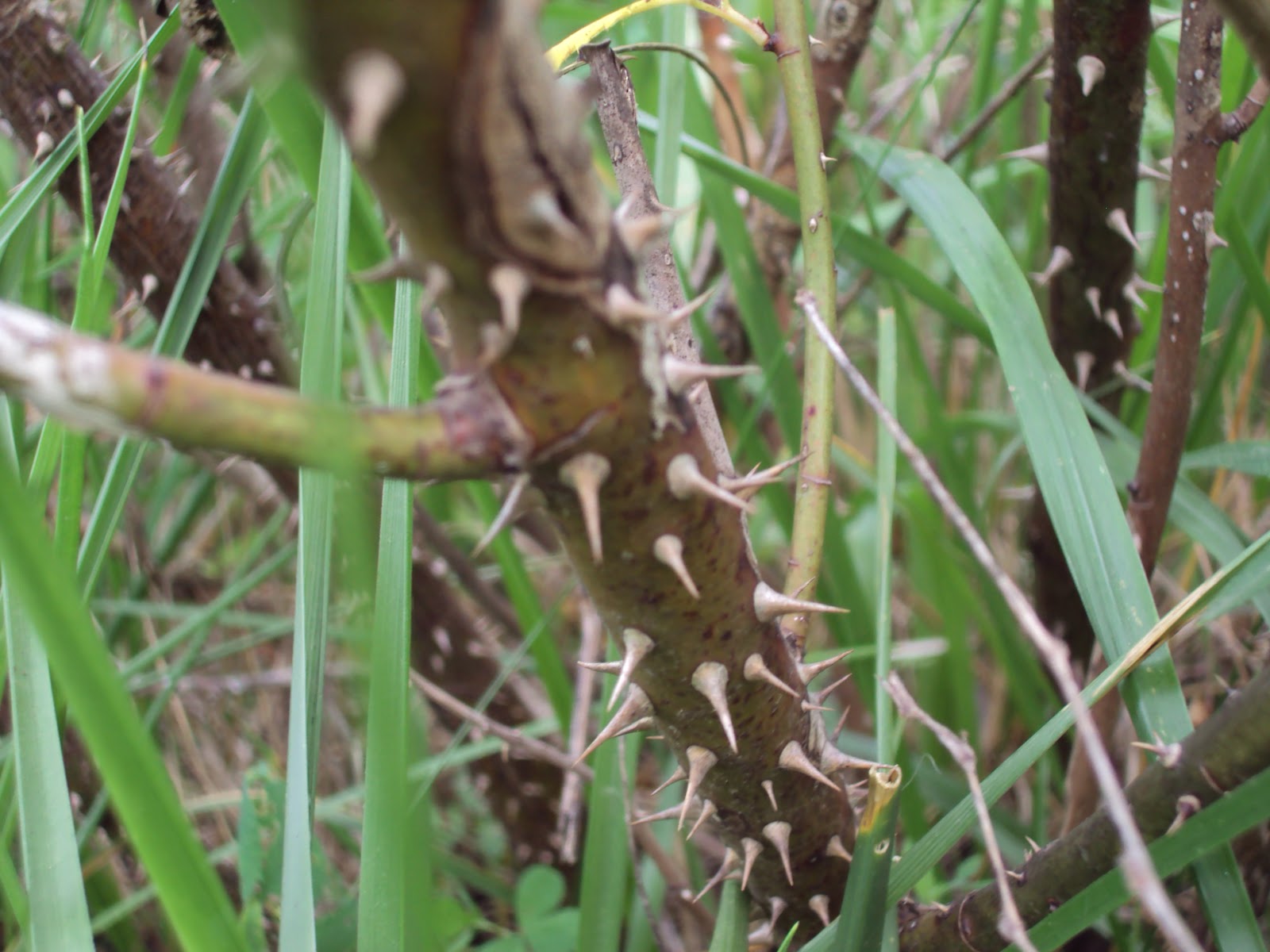 Missouri Survival The Multiflora Rose