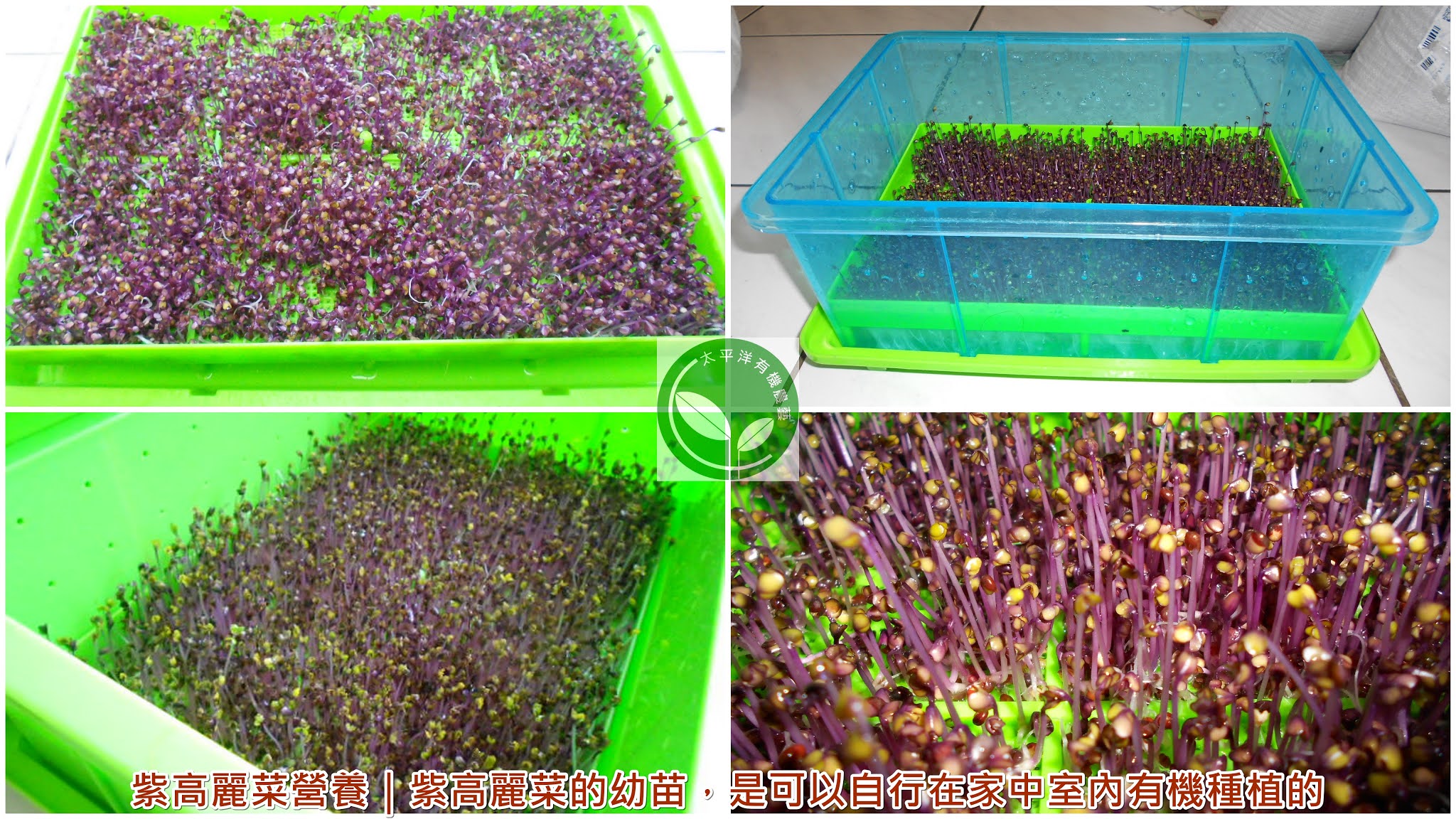 紫高麗菜營養｜紫高麗菜的幼苗，是可以自行在家中室內有機種植的