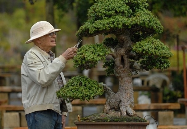 Ancient Art Bonsai: A favorite tree