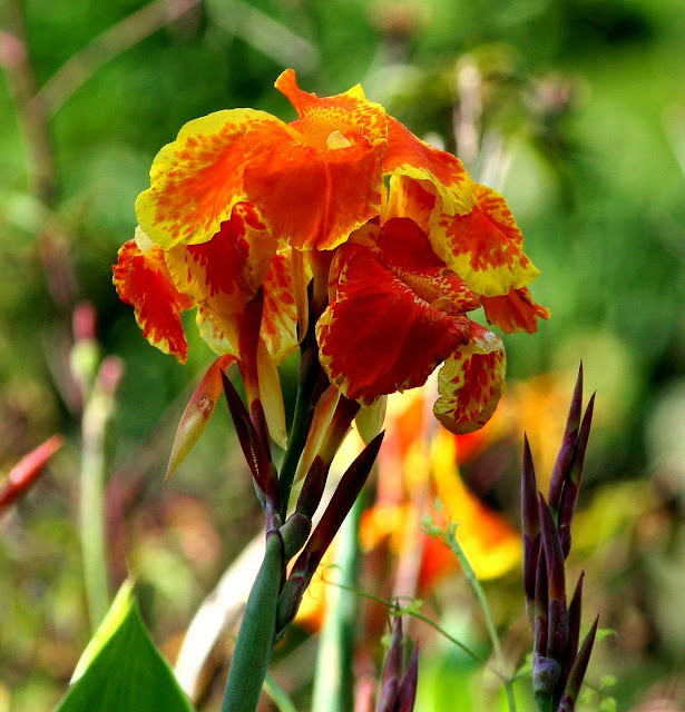 Orange and yellow canna flower image Orange and yellow canna flower image
