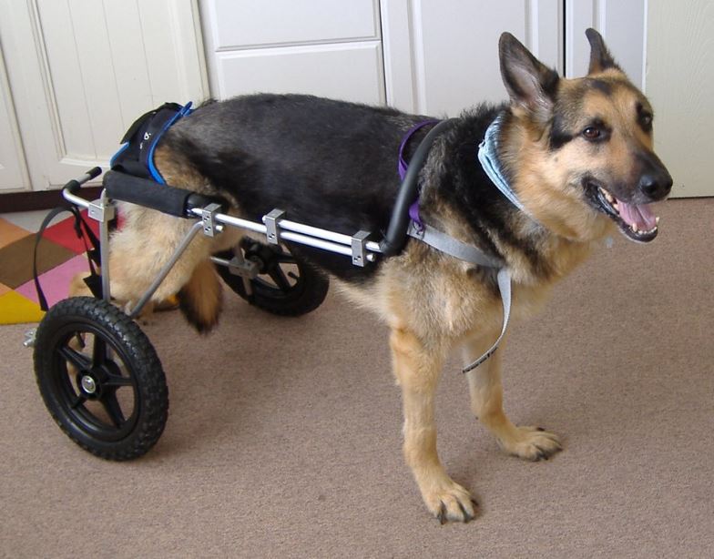 Just A Car Guy Eddie’s Wheels designs and manufactures custom cat and