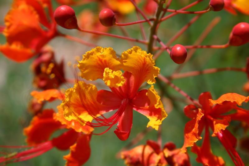 Aneka Bunga Cantik Bunga Flamboyan Aneka Bunga Cantik Bunga Flamboyan
