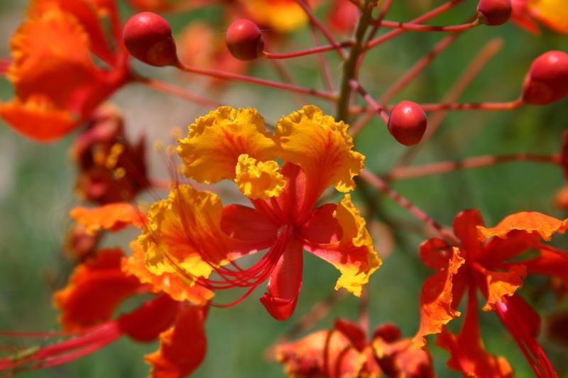 Aneka Bunga  Cantik Bunga Flamboyan 