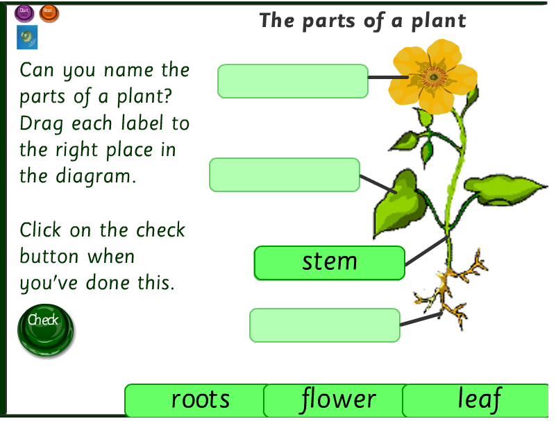 Label each. Parts of a Plant. Plant Labels. Match the Parts of the Plant. Plant Parts game.