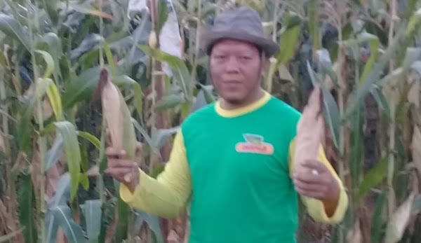 Sutrisno Maju Bakal Calon Kepala Desa Jojog Lampung Timur Sutrisno Maju Bakal Calon Kepala Desa Jojog Lampung Timur