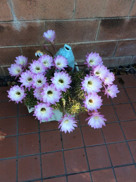 Marinduque My Island Tropical Paradise My Cacti and Succulents in