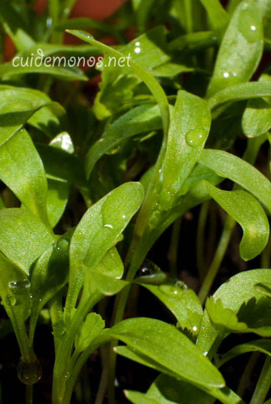 como hacer un macetohuerto