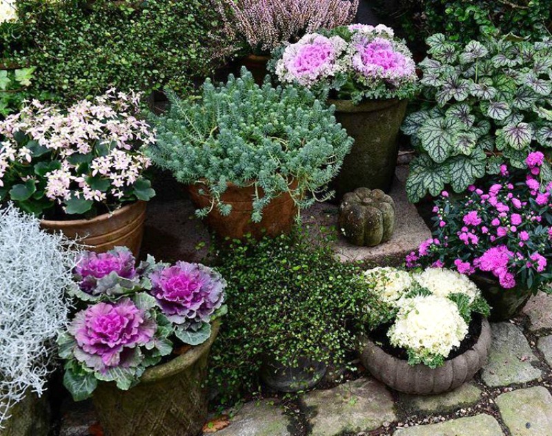 Componer jardines con macetas - Guia de jardin