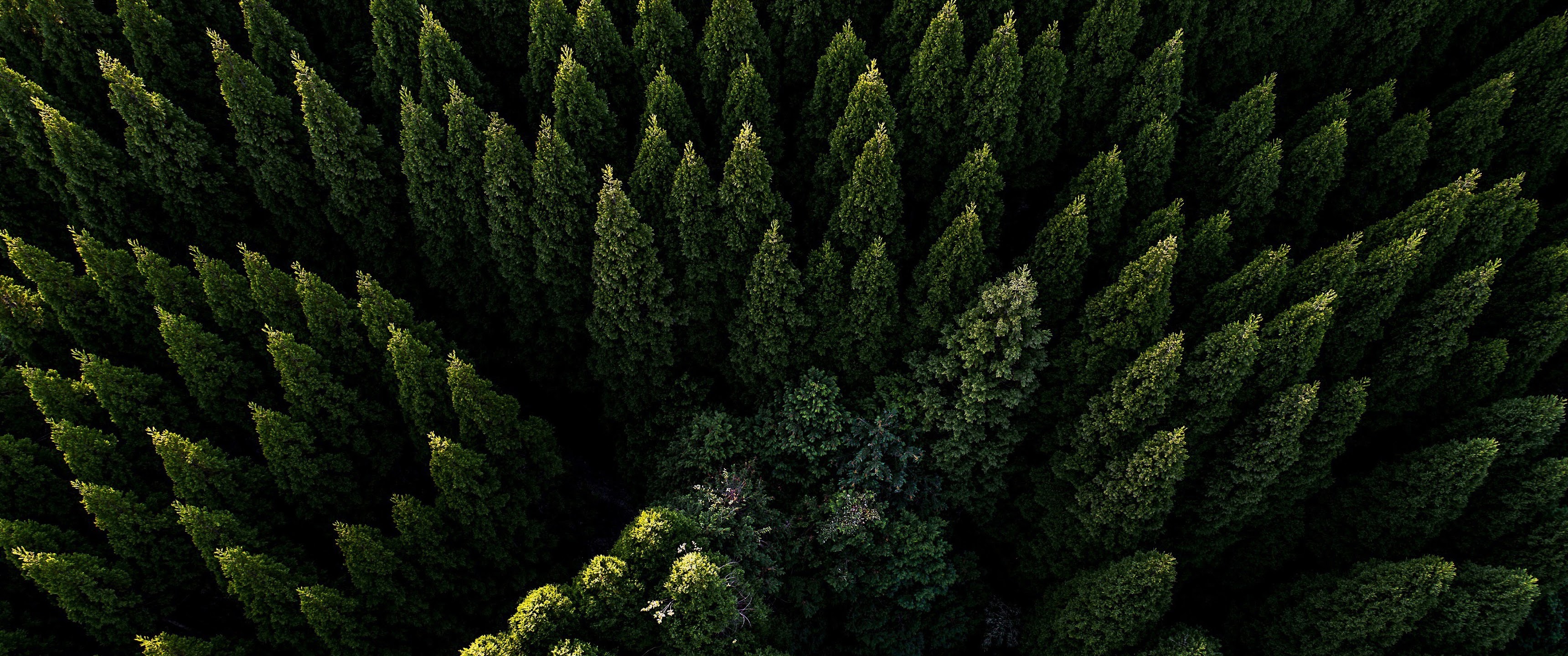 Forest, Nature, Aerial View, Scenery, 4K, 3840x2160, #106 Wallpaper PC