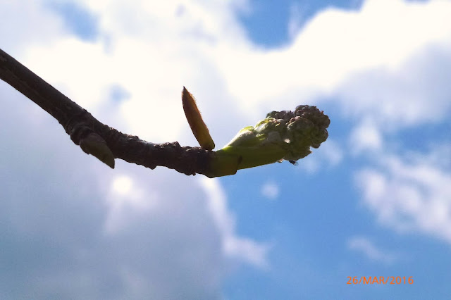 gemma albero di melo