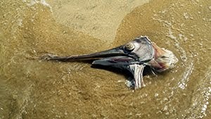 Head of a marlin on the beach in Jimbaran