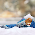 Home Winter Prep Tips