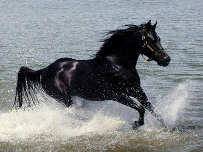 صور حصان
