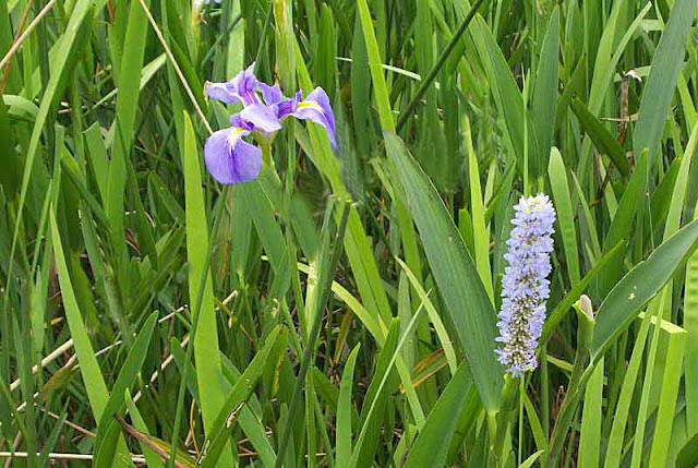 iris,pickerelweed, pickerel rush,water,plant