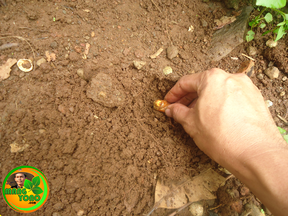 Cara Menanam Kunyit Di Pekarangan Rumah