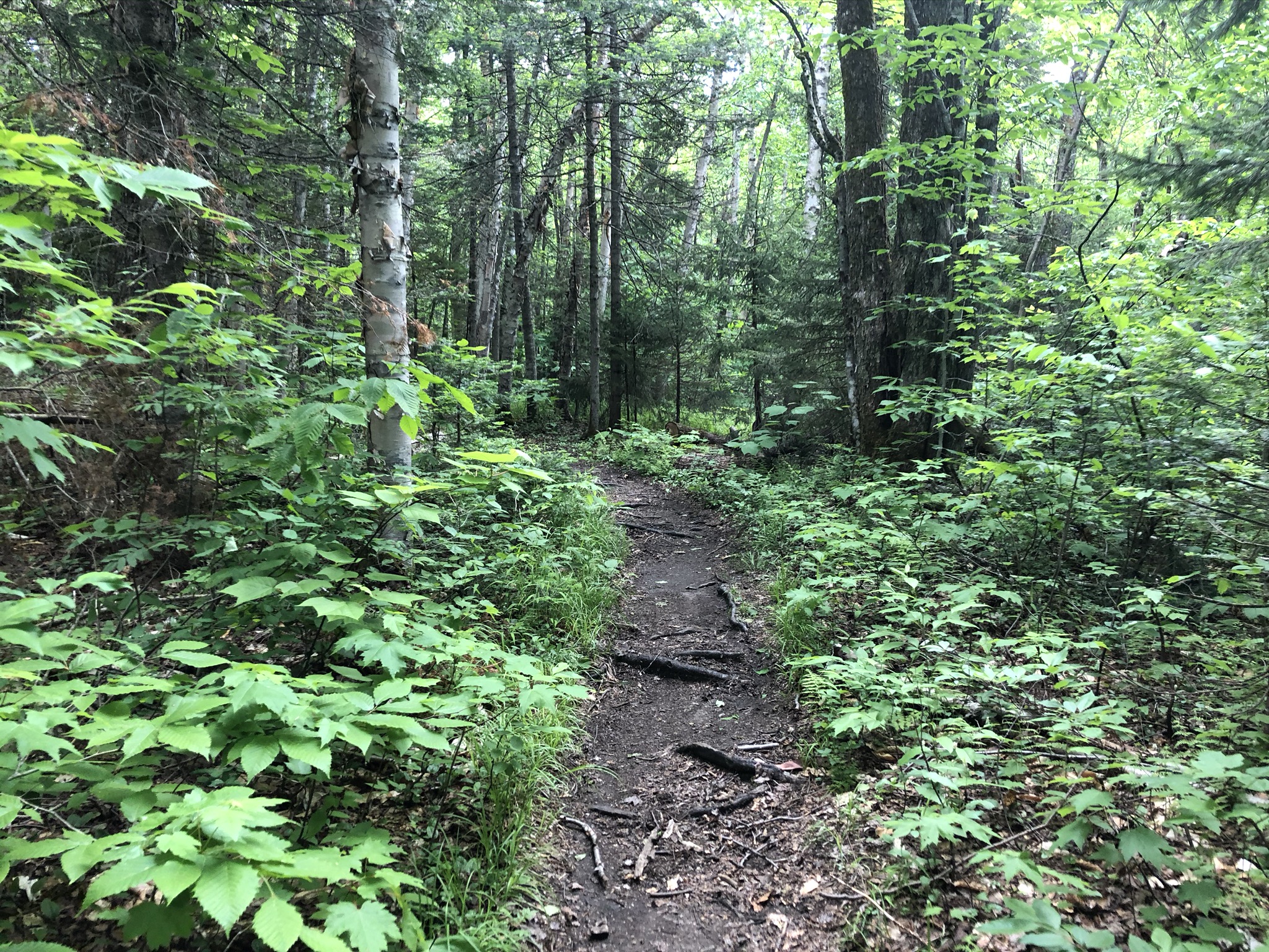 Stratton Mountain VT