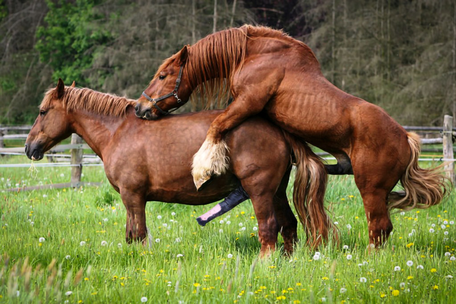 Gay horse mating 