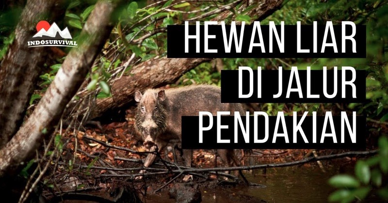 Hewan Liar Yang Sering Dijumpai Saat Mendaki Gunung Indonesia Survival Blog Belajar Bertahan Hidup Di Alam Bebas Hewan Liar Yang Sering Dijumpai Saat Mendaki Gunung Indonesia Survival Blog Belajar Bertahan Hidup Di Alam Bebas