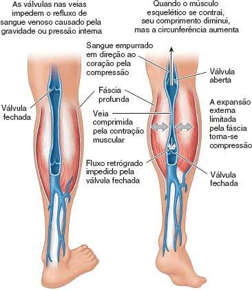 Alongamento pré-treino: Sim ou não? Anatomia%2BOrientada%2BPara%2Ba%2BCl%25C3%25ADnica%2B-%2BMoore%2B%2B-%2B7%25C2%25AA%2BEd._page1307_image79