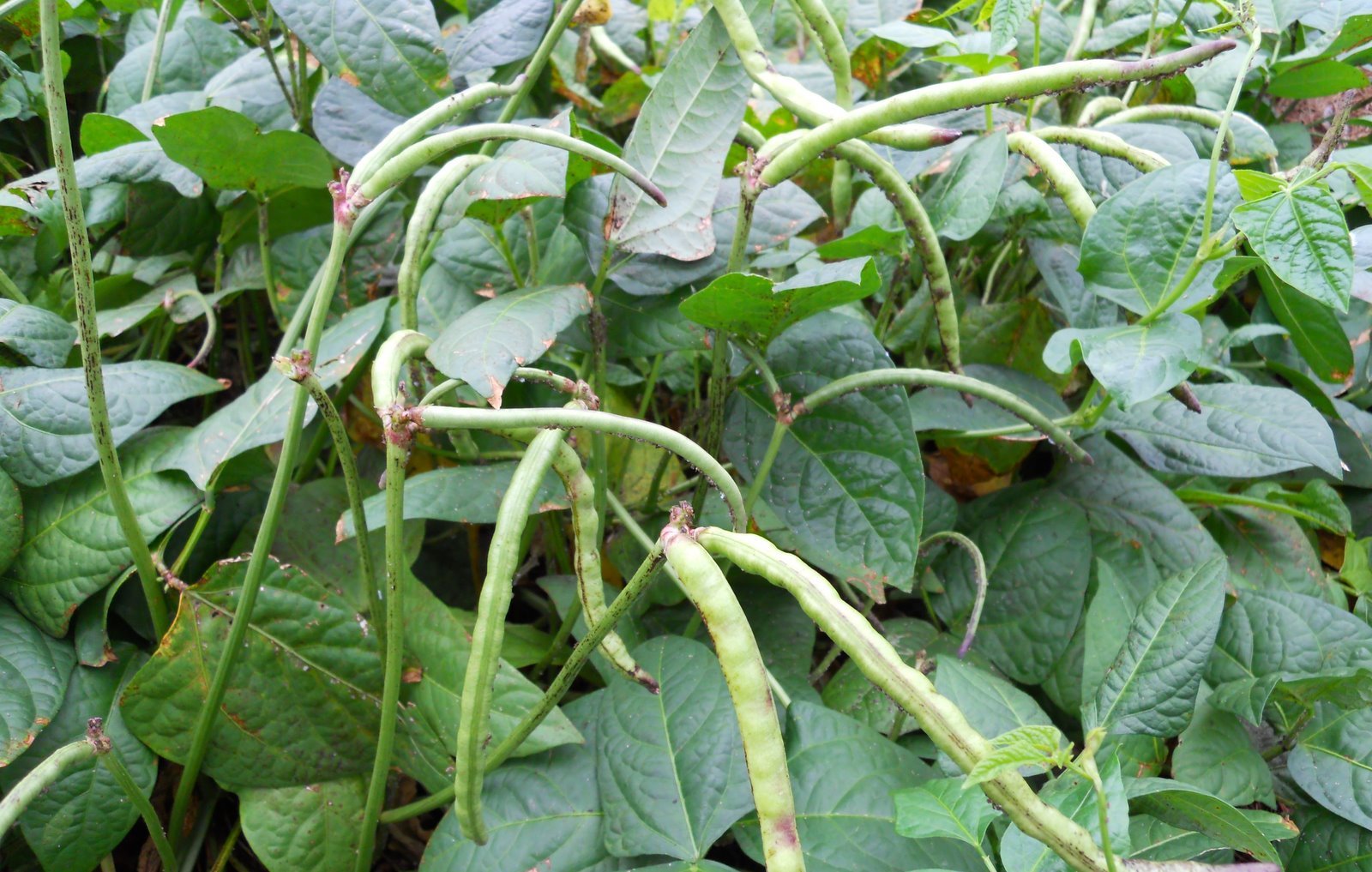 Home Garden Purple Hull Pea Harvest