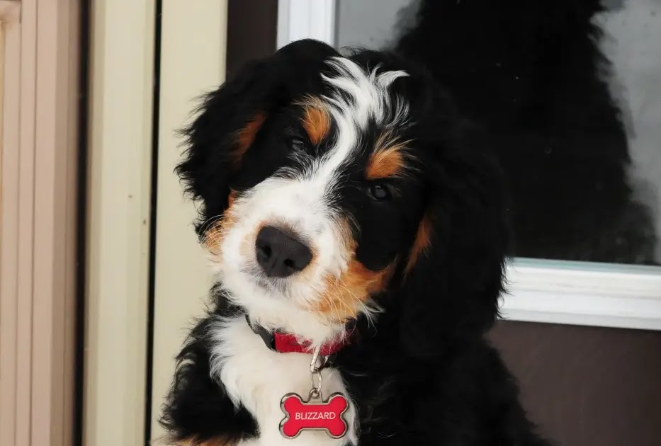 8 Best Bernedoodle Breeder Colorado (Top Picks of 2024)