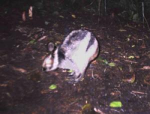 White Wolf : Researchers Capture Fleeting Images of Incredibly Rare ...