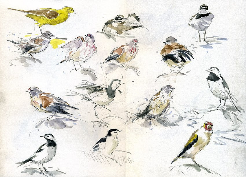 MONTGOMERYSHIRE BIRDS: Bird Drawing Workshop
