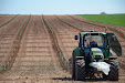 Planting Olive trees