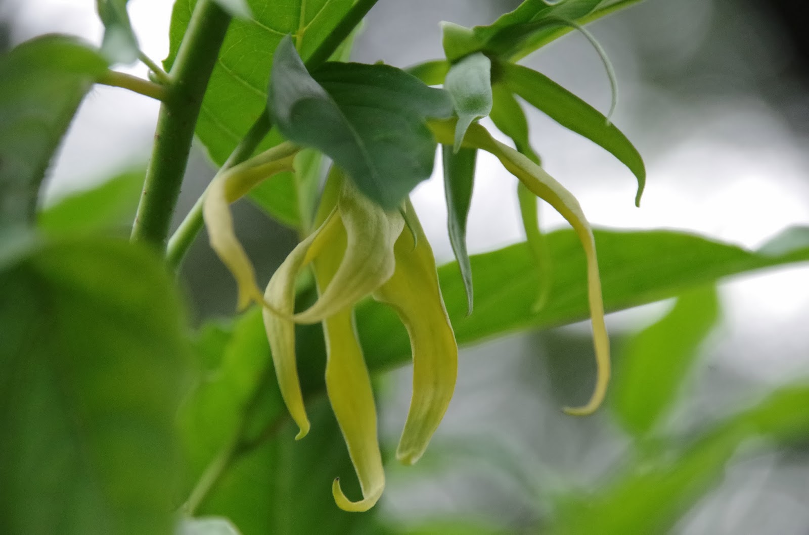 Trees and Plants Ylang Ylang