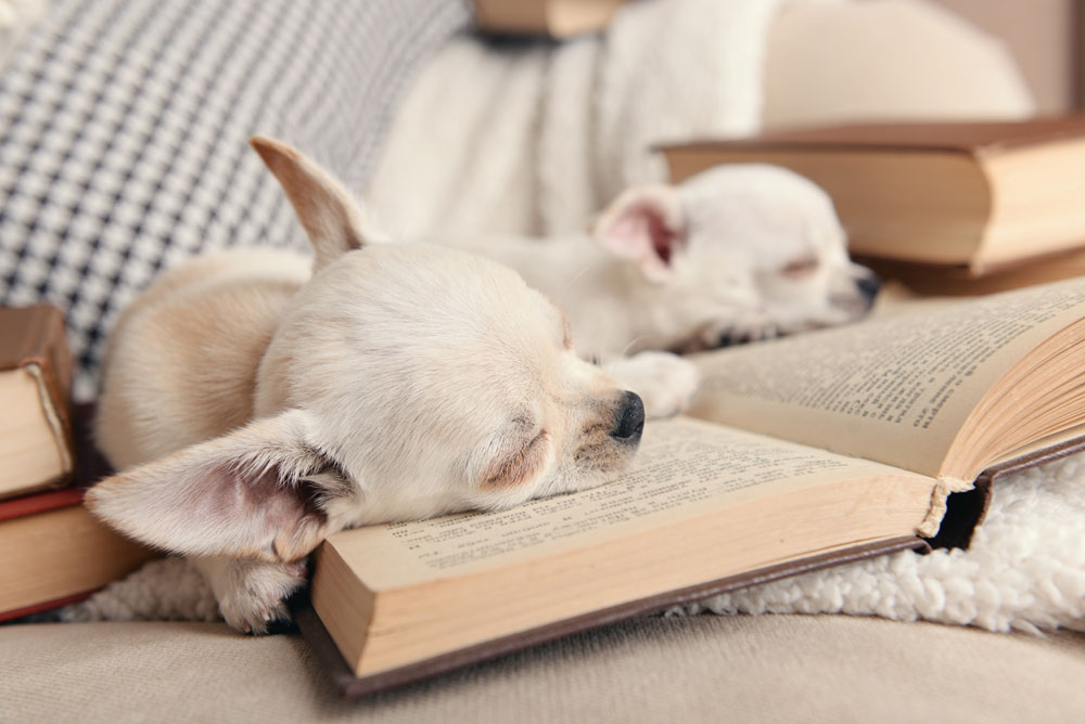 Animal Lovers??? Favourite Books of 2019