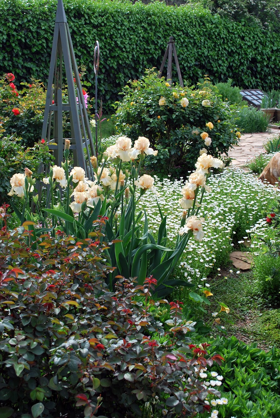 World of Irises Prolific, Longlasting Bloom from 'Sweeter Than Honey'