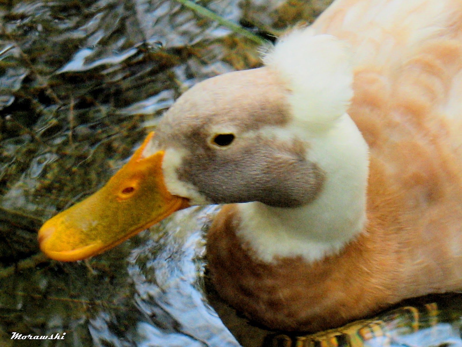 Seasons In the Good Ol' SummertimePhotography of Cypress Creek and More