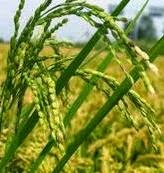 Stecca impara l'arte - ITALIANO PER STRANIERI: 205 - L'agricoltura e il ...