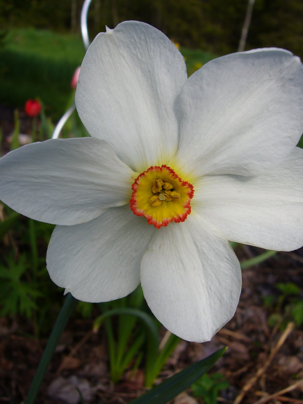 Anun puutarhassa kasvaa