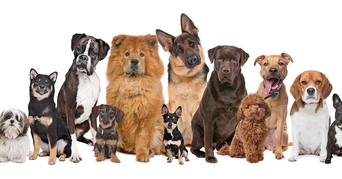 Top 10 Dog Breeds of 2020 New catsdogs