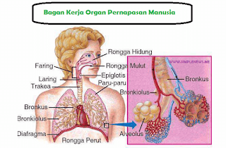 bagan kerja organ pernapasan manusia www.simplenews.me