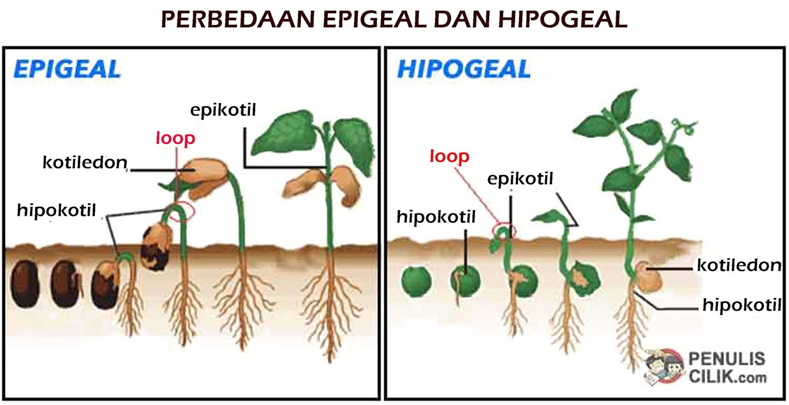 Penyebaranan Biji Asmadi