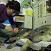 O resgate dramático de um lobo baleado e preso em águas geladas na Itália