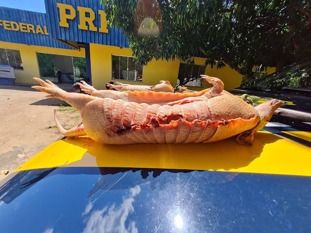 Crime ambiente; PRF apreende dois tatus abatidos na BR-316