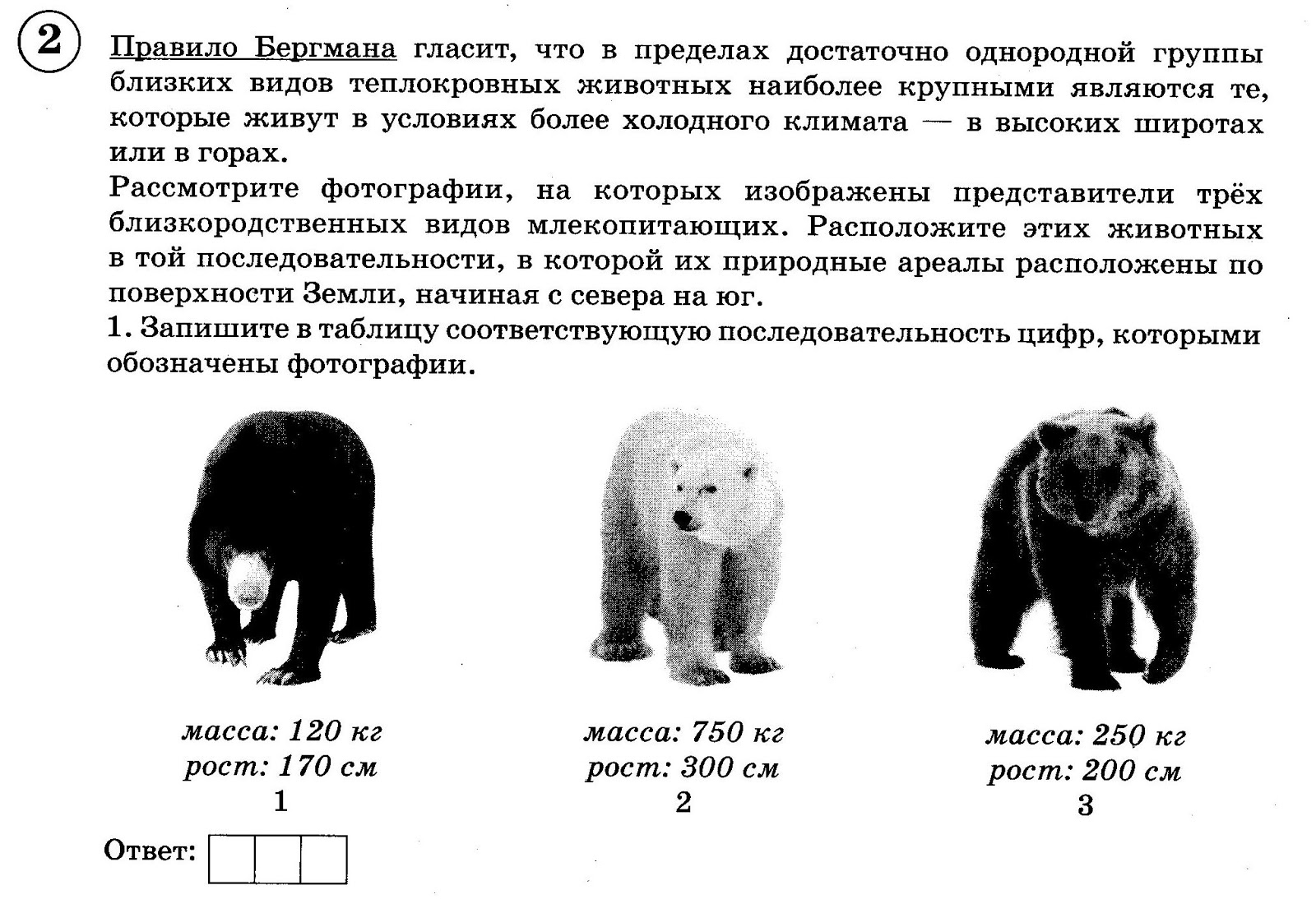 Бурый медведь порядок. Правило Бергмана медведи. Правило Бергмана (к.Бергман, 1847). Закон Аллена и Бергмана. Правило Аллена и Бергмана и Глогера.
