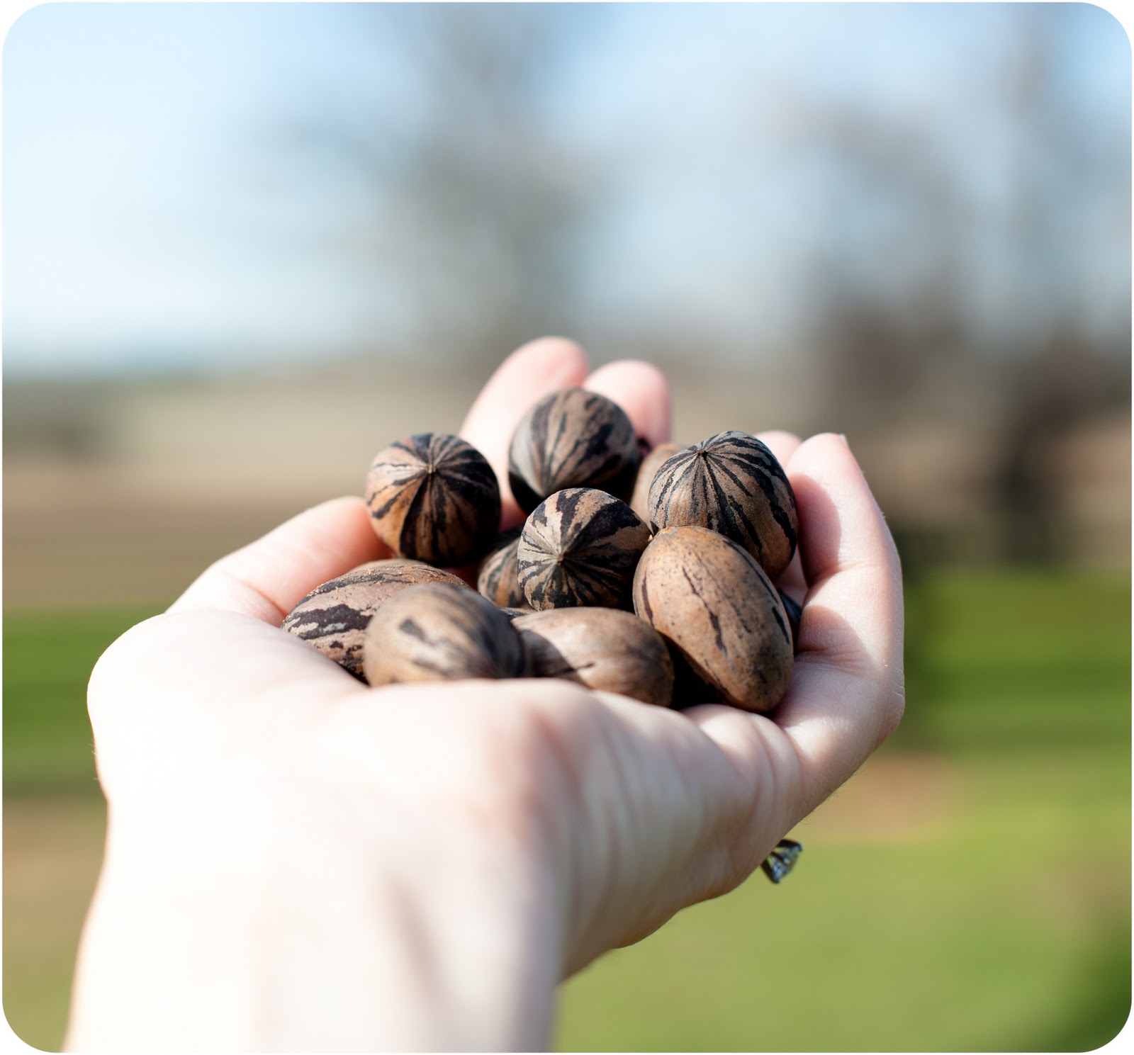 eyes to see southern pecans.
