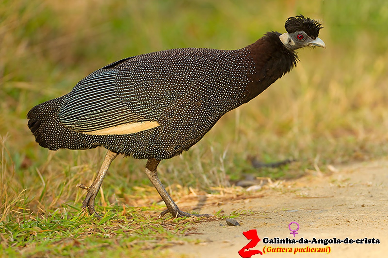 Zoologia Galinhadaangoladecrista (Guttera pucherani) Zoologia Galinhadaangoladecrista (Guttera pucherani)