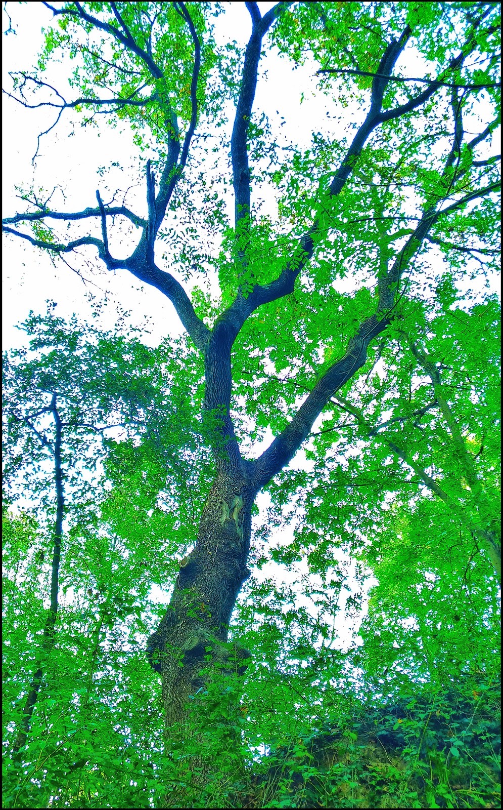 EL DIVINO PACIENTE Gurb, el bosque encantado.